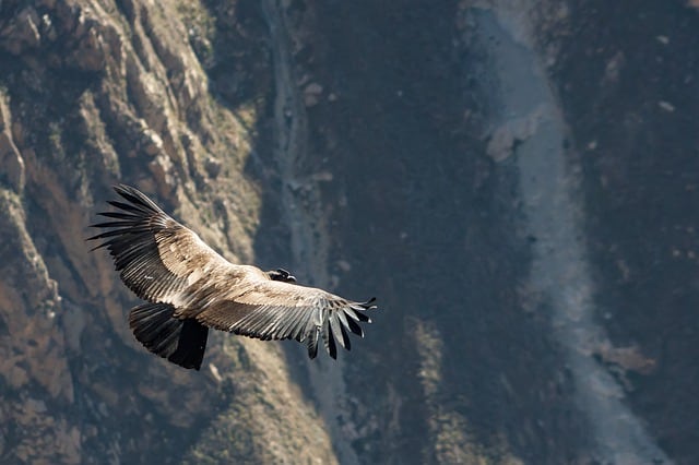 What is a condor in golf?